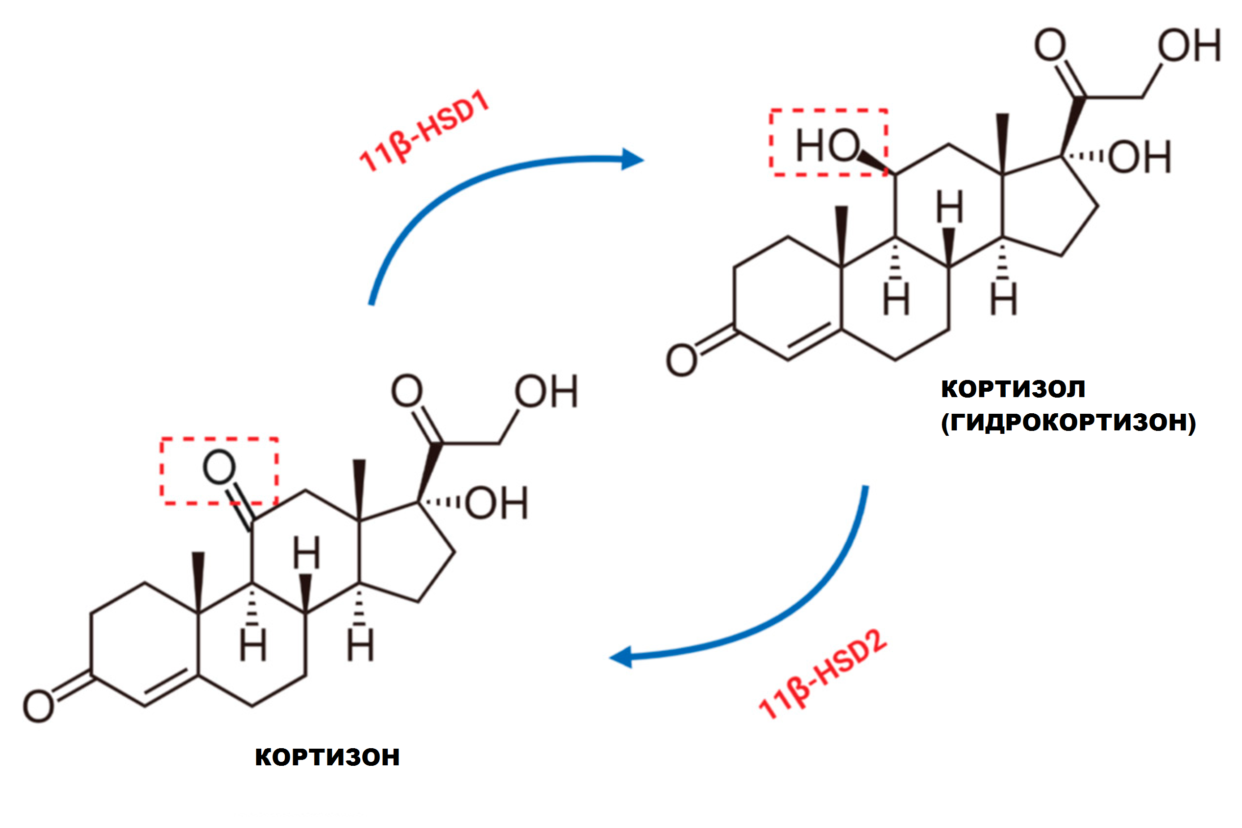 Кортизон и кортизол отличия