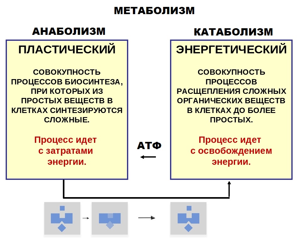 Метаболизм это процесс создания и распада