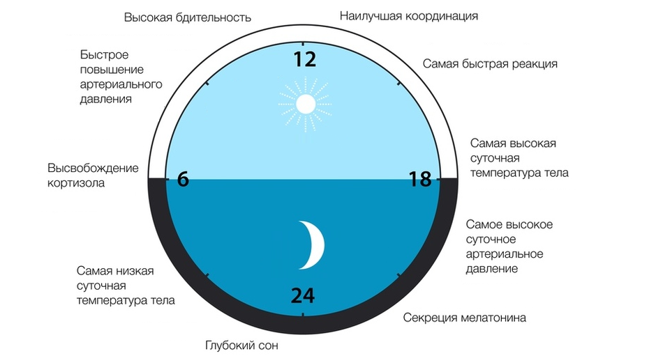 Суточные биоритмы - цикадный ритм