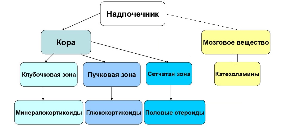 гормоны, выделяемые надпочечниками