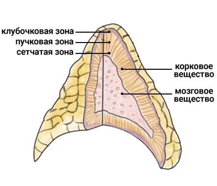 Надпочечники и их строение